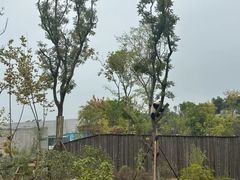 -中国大熊猫保护研究中心雅安碧峰峡基地