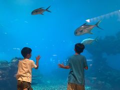 -海棠湾洲际-涛·海底餐厅·美人鱼·自助餐·海底隧道