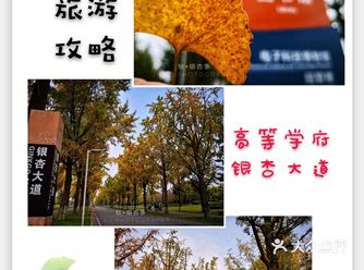 成都旅游攻略 | 高等学府里的银杏大道