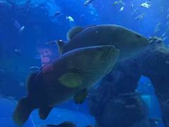 -成都浩海立方海洋公园