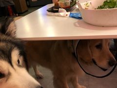 -百好乐宠物友好餐厅(朝外大街店)