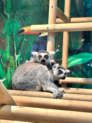 -Zoolung Zoolung动物主题公园(海信广场店)