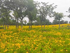 -小麦岛公园