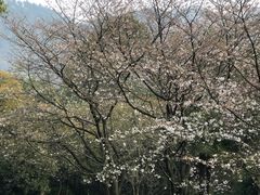 -中国茶叶博物馆(双峰馆区)