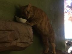 -猫猫幼稚园·撸猫·桌游·电玩