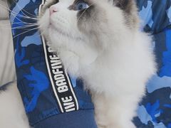 -爱洗澡的猫(天河路店)