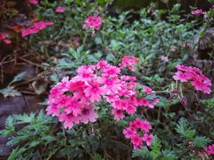 -漫渡庄绿岛花园•隐世庭园菜(滨湖店)