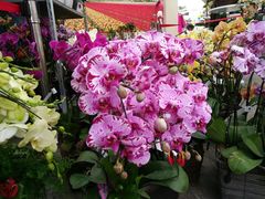 -荷兰花海