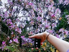 -梧桐山风景名胜区