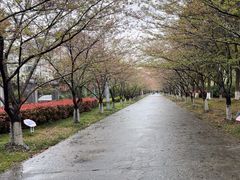 -高东镇樱花园