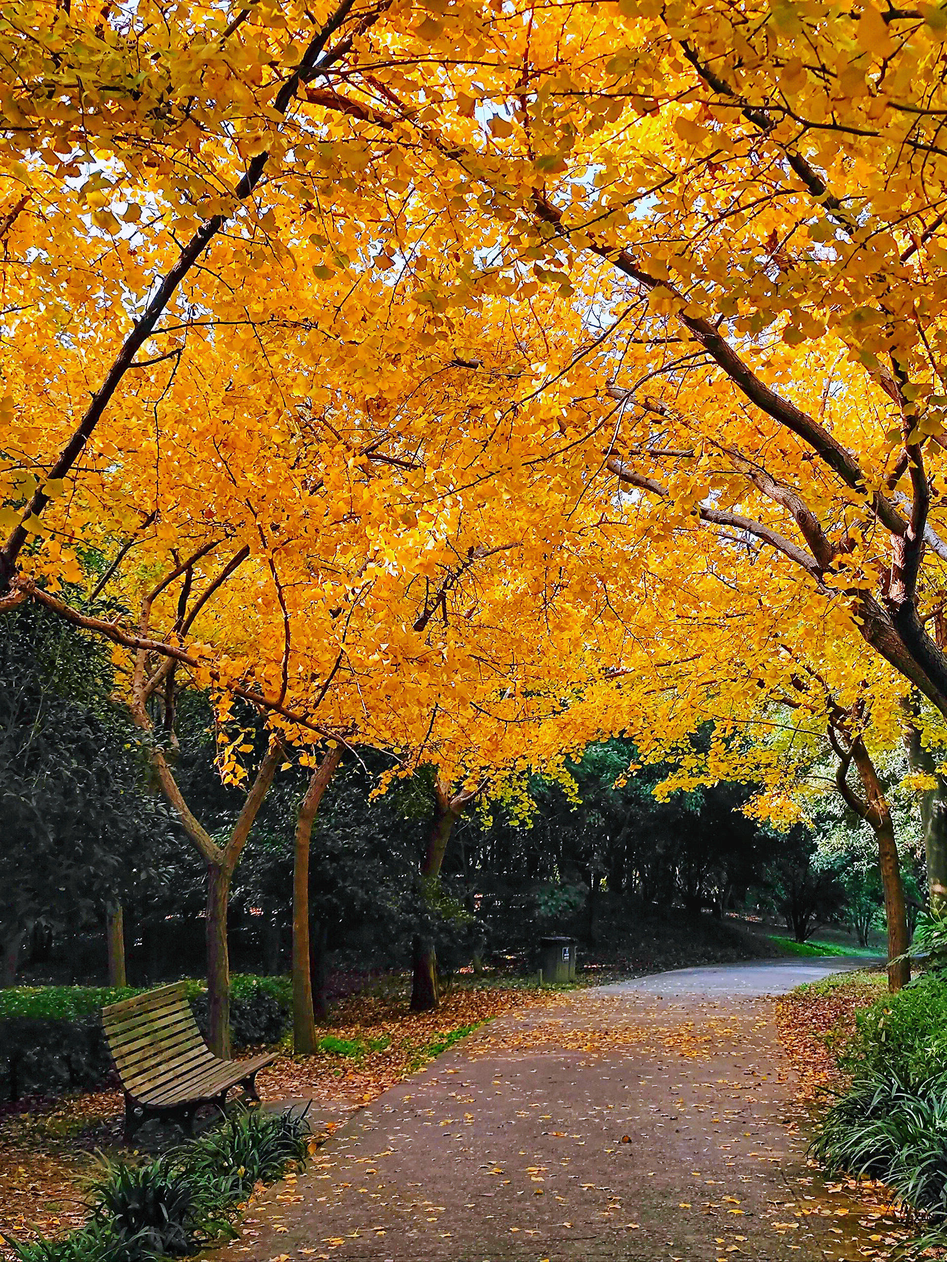 共青森林公园秋色正浓,赏景正当时❗️