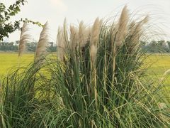 -嘉北郊野公园