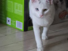 -派特宠物医院(圆融广场店)