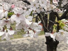 -顾村公园