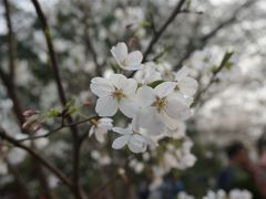 -武汉大学-樱园