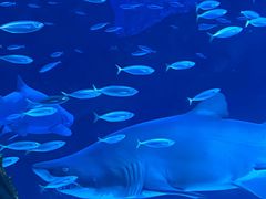-海合安成都极地海洋公园