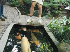 -Fern Forest Cafe