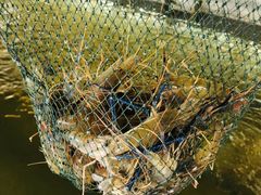 -会江钓鱼钓虾烧烤场