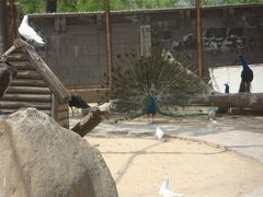 android_upload_pic-西安秦岭野生动物园