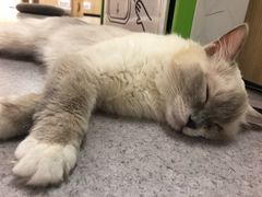 -猫和宫(六道口店)