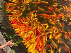 -武汉紫薇都市田园