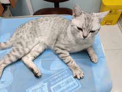 -纳吉亚猫专科动物诊疗中心(蒋宅口分院)