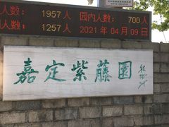 -嘉定紫藤园