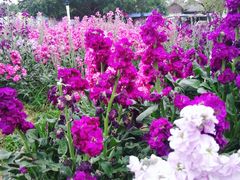 -松山湖南湖湾露营营地