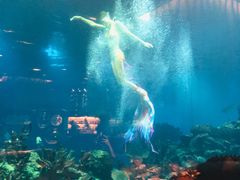 -海棠湾洲际-涛·海底餐厅·美人鱼·自助餐·海底隧道