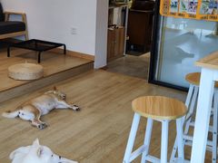 用餐区-南京Hallo宠物乐园·哈罗犬舍·柴犬繁育基地