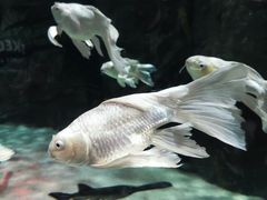 -石家庄海洋公园