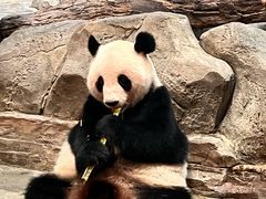 -广州长隆野生动物世界