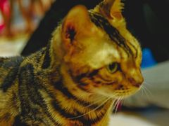 -李小姐の猫咖啡馆(五角场店)