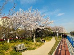 -高东镇樱花园
