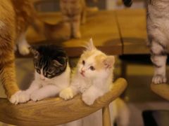 -平行世界·猫咖(首经贸店)