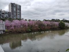 -广东花都湖国家湿地公园