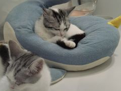-1013 PET SHOP精品宠物商店(丁香店)