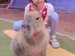 -正佳雨林生态植物园