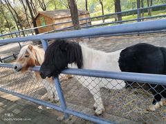 -长白岛森林公园