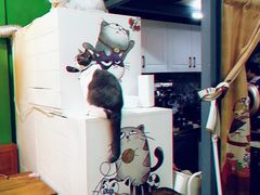 -李小姐の猫咖啡馆(五角场店)