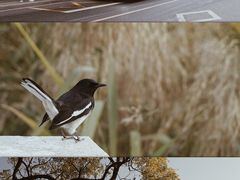 -龙舟池
