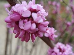 -东升八家郊野公园