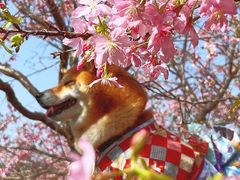 -天适樱花悠乐园