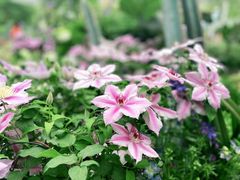 -深圳市中科院仙湖植物园