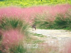 -杭州湾海上花田景区