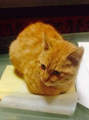 -汉刺青TATTOO STUDIO