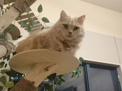 -唐小姐の私宠·宠物洗护美容·撸猫馆·购宠(周浦万达旗舰店)