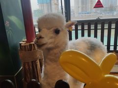 -昆明大悦城未来动物城(螺蛳湾中心店)