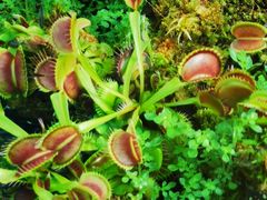 -国家植物园南园