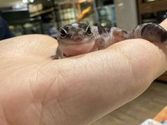 -酷以爬仙阁实体爬宠店·守宫·蜥蜴·专业繁育